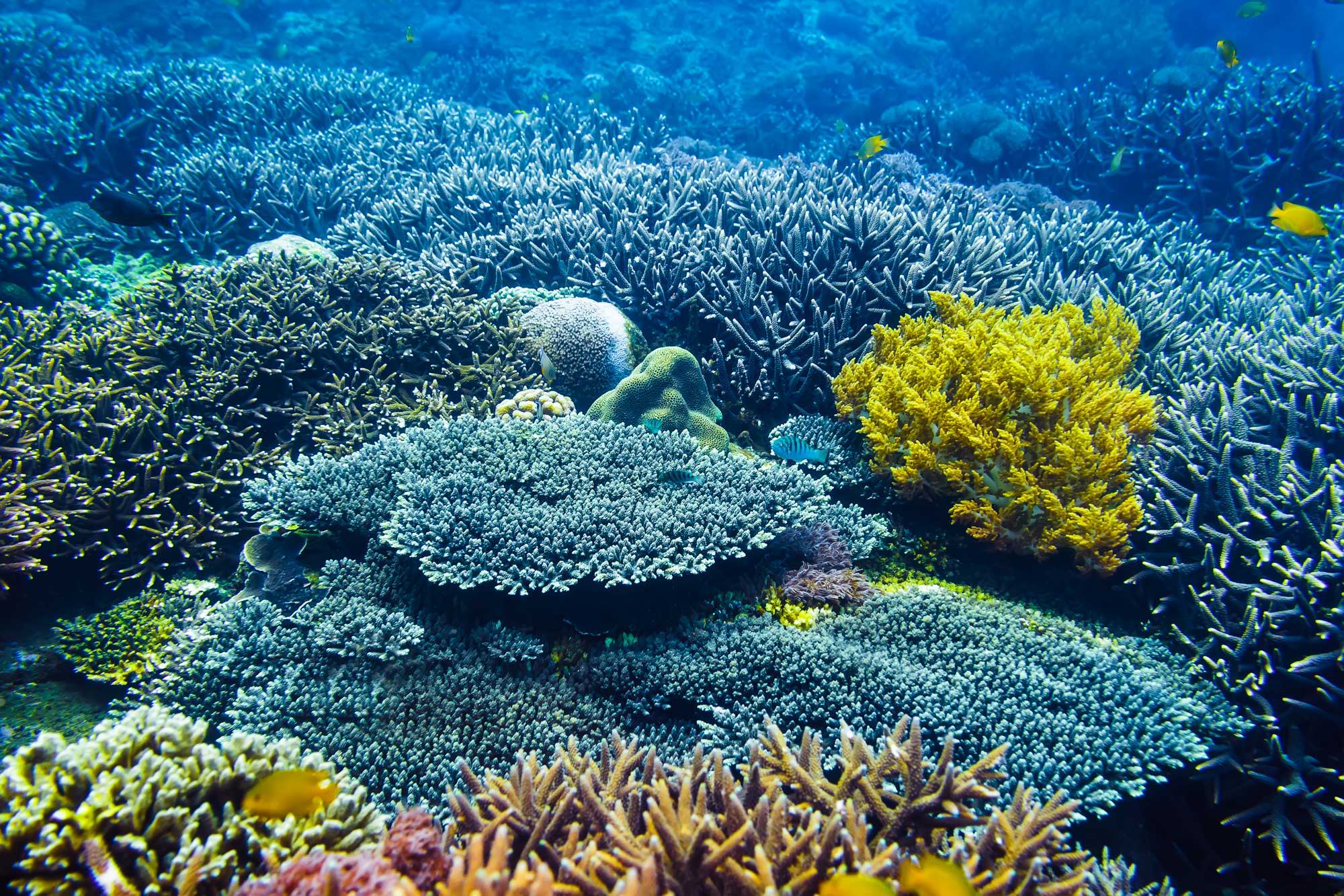 Restoring coral reefs benefits entire ecosystems and economies
