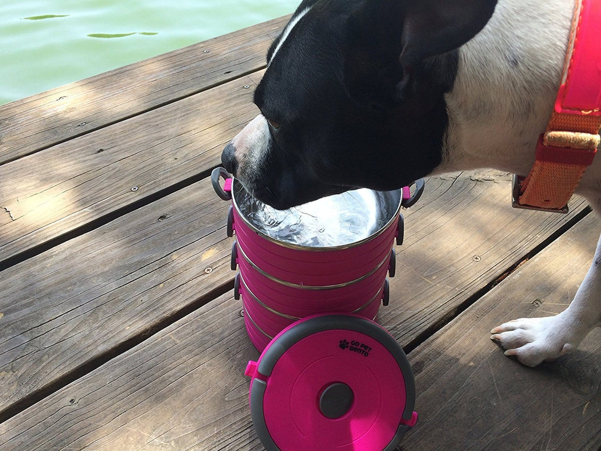 Go Pet Bento Boxes  Carry Food, Water & More for Dogs and Cats - Healthy  Human